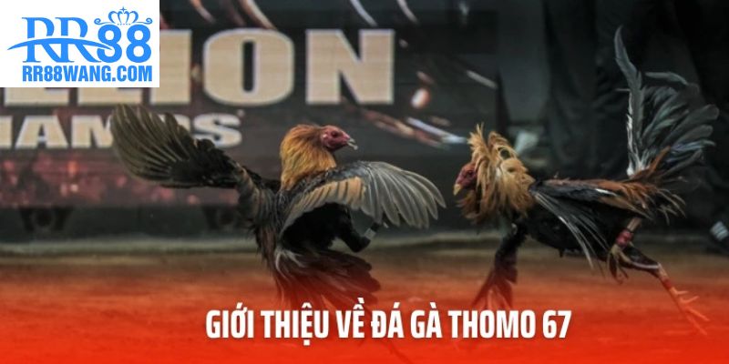 Giới thiệu về đá gà Thomo 67