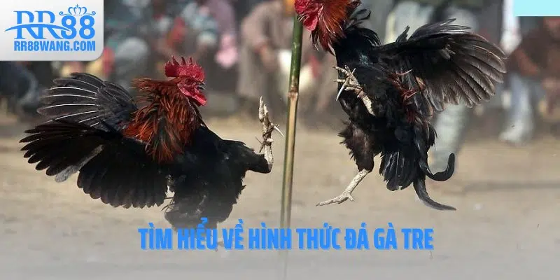 Tìm hiểu về hình thức đá gà tre