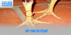 Ảnh đại diện Vảy Tam Tài Tứ Quý